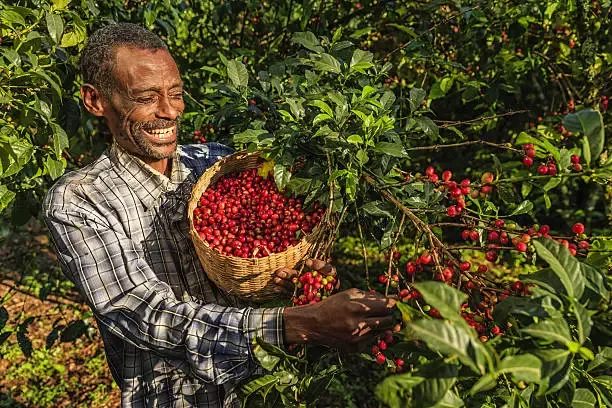 衣索比亞為咖啡的故鄉其咖啡含有多樣的風味