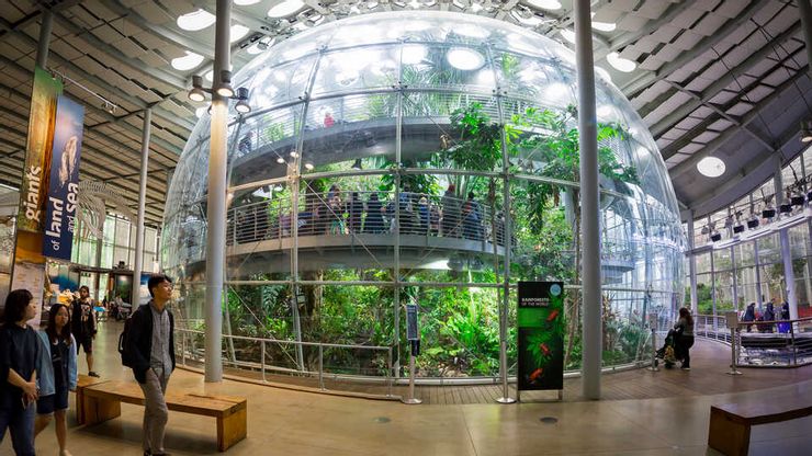 加州科學院,來源:Kathryn Whitney, California Academy of Sciences。