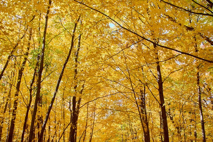美國 State park 的風景