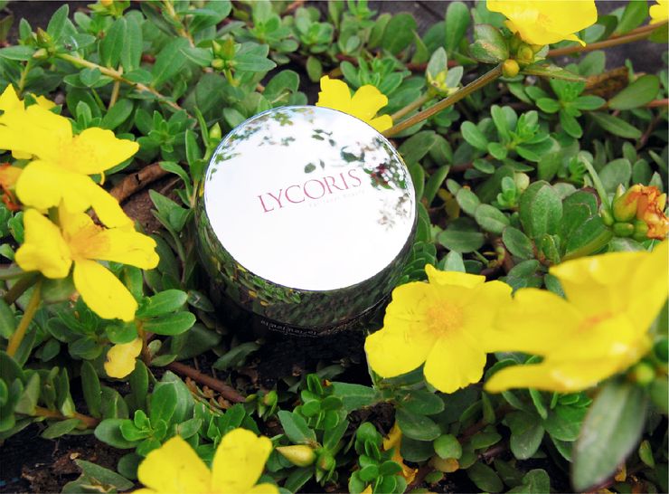 圖/取自官網LYCORIS