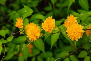 山吹花傳說 借不到的簑衣 方格子 山吹花傳說 借不到的簑衣 方格子