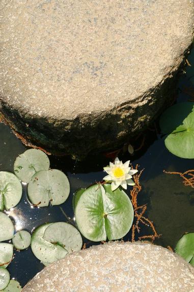 平安神宮 早起的睡蓮及水鳥散步 方格子 平安神宮 早起的睡蓮及水鳥散步 方格子
