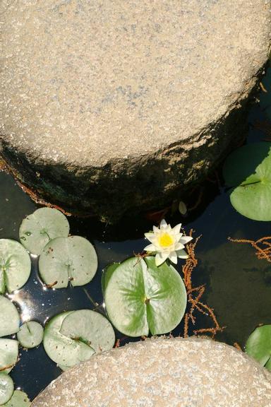 平安神宮 早起的睡蓮及水鳥散步 方格子 平安神宮 早起的睡蓮及水鳥散步 方格子