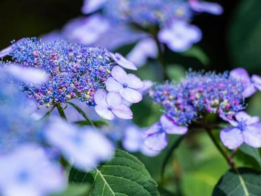 靈源院 甘露庭 令和新庭鶴鳴九皐 方格子 靈源院 甘露庭 令和新庭鶴鳴九皐 方格子