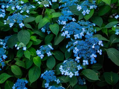 靈源院 甘露庭 令和新庭鶴鳴九皐 方格子 靈源院 甘露庭 令和新庭鶴鳴九皐 方格子