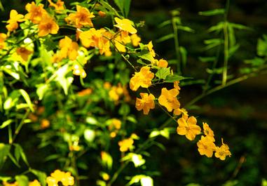 山吹花傳說 借不到的簑衣 方格子 山吹花傳說 借不到的簑衣 方格子