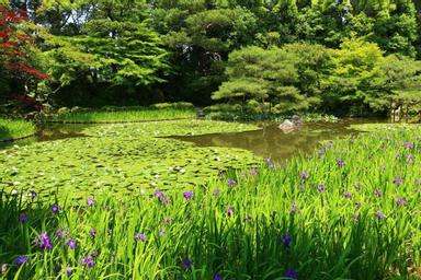 平安神宮 早起的睡蓮及水鳥散步 方格子 平安神宮 早起的睡蓮及水鳥散步 方格子