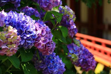 矢田寺 陽光下的紫陽花 七彩變化玩光線 路人 Vocus 矢田寺 陽光下的紫陽花 七彩變化玩光線 路人 Vocus