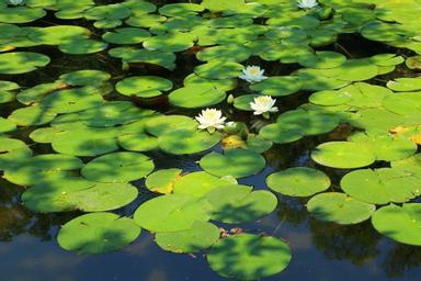 平安神宮 早起的睡蓮及水鳥散步 方格子 平安神宮 早起的睡蓮及水鳥散步 方格子