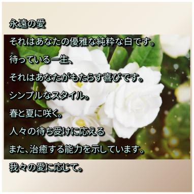 36梔子花 方格子vocus 36梔子花 方格子vocus