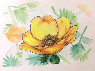 366日誕生花 07月05日 異味薔薇 Austrian Briar Rose 方格子 366日誕生花 07月05日 異味薔薇 Austrian Briar Rose 方格子