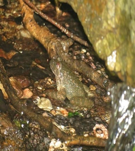 圖2 民間組織在置富山谷發現小棘蛙