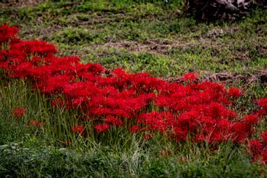 曼珠沙華 黃泉天界迢迢 一念神佛妖鬼 方格子 曼珠沙華 黃泉天界迢迢 一念神佛妖鬼 方格子