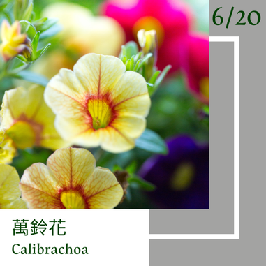 6月日 一日一花 一色 萬鈴花 薄墨色 方格子 6月日 一日一花 一色 萬鈴花 薄墨色 方格子