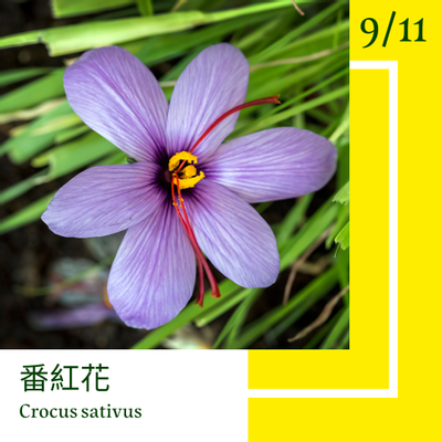9月11日 一日一花 一色 番紅花 刈安 方格子vocus 9月11日 一日一花 一色 番紅花 刈安 方格子vocus