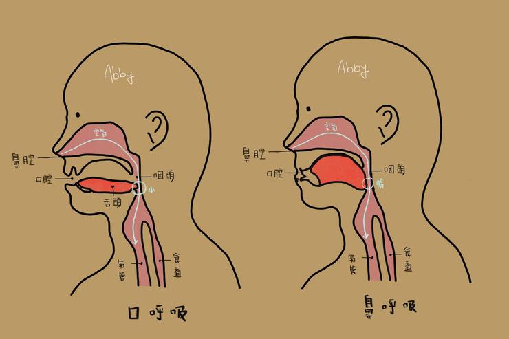 口呼吸vs.鼻呼吸