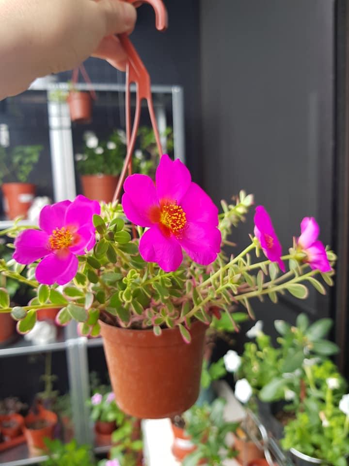 【經營筆記】我火速買愛莉莎莎課程的十個理由! 【經營筆記】我火速買愛莉莎莎課程的十個理由!