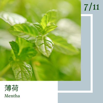 7月11日 一日一花 一色 薄荷 空色鼠 凱特想太多 Vocus 7月11日 一日一花 一色 薄荷 空色鼠 凱特想太多 Vocus