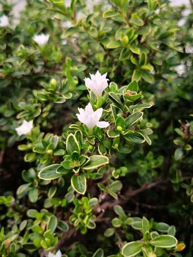 六月雪 方格子 六月雪 方格子