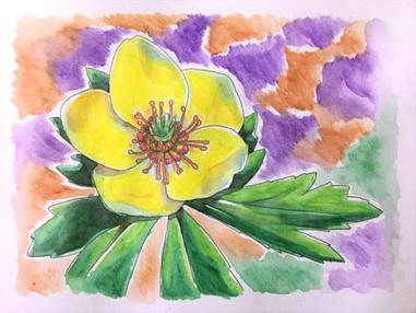 366日誕生花 05月06日 金鳳花 Globeflower 方格子 366日誕生花 05月06日 金鳳花 Globeflower 方格子