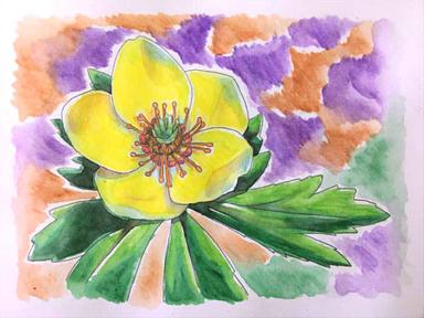 366日誕生花 05月06日 金鳳花 Globeflower 方格子 366日誕生花 05月06日 金鳳花 Globeflower 方格子