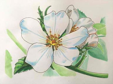 366日誕生花 06月12日 野薔薇 Field Rose 方格子 366日誕生花 06月12日 野薔薇 Field Rose 方格子