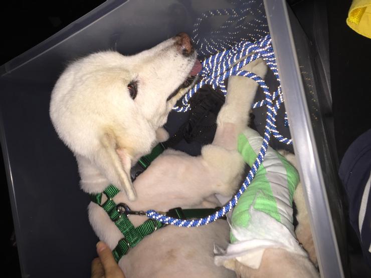 回診的路上,我們都會做一點 T touch手法