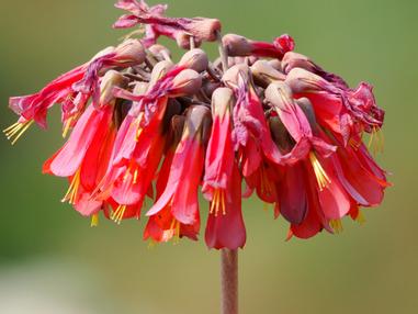 千人之母 不死鳥 方格子 千人之母 不死鳥 方格子