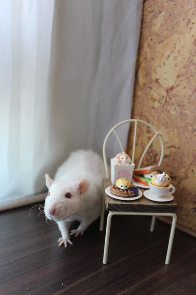 Rat大鼠 買用品懶人包 飼料 籠子 底材 方格子vocus Rat大鼠 買用品懶人包 飼料 籠子 底材 方格子vocus