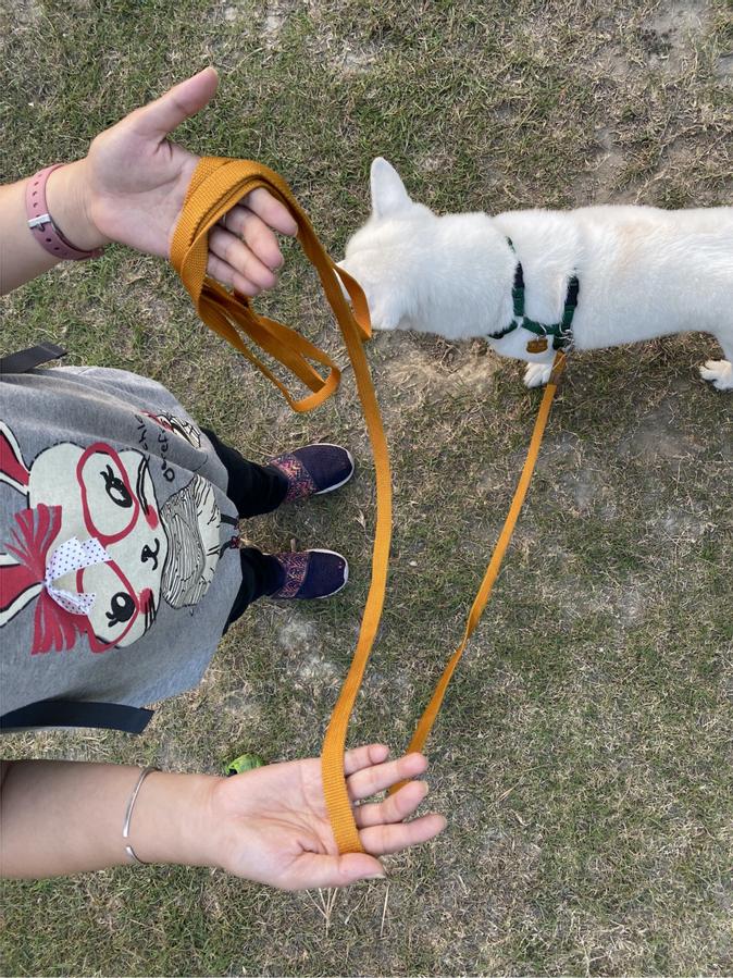 長牽繩收在手上的樣子,是鬆鬆且有順序的。不會纏繞在手上。但這技巧需要練習。