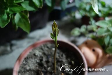 捻花惹草趣 月光下的小酪梨 方格子 捻花惹草趣 月光下的小酪梨 方格子