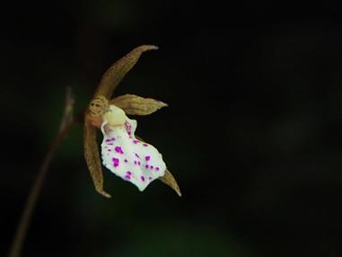 花葉生死永不見 單花脈葉蘭 方格子 花葉生死永不見 單花脈葉蘭 方格子