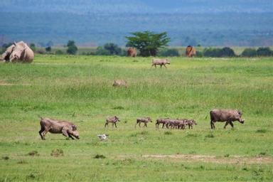 在肯亞莽原上的日子 澎澎與丁滿 的親戚 方格子 在肯亞莽原上的日子 澎澎與丁滿 的親戚 方格子