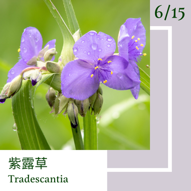 6月15日 一日一花 一色 紫露草 牡丹鼠 凱特想太多 Vocus 6月15日 一日一花 一色 紫露草 牡丹鼠 凱特想太多 Vocus