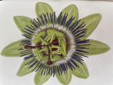 トケイソウ時計草花花草草的世界 方格子vocus トケイソウ時計草花花草草的世界 方格子vocus