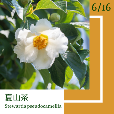 6月16日 一日一花 一色 夏山茶 狐色 凱特想太多 Vocus 6月16日 一日一花 一色 夏山茶 狐色 凱特想太多 Vocus