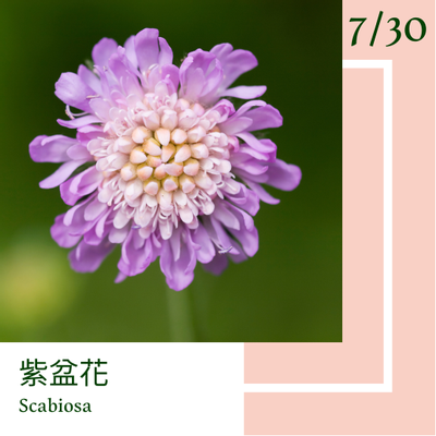 7月30日 一日一花 一色 紫盆花 乙女色 方格子vocus 7月30日 一日一花 一色 紫盆花 乙女色 方格子vocus
