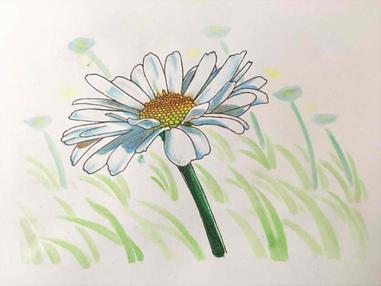 366日誕生花 06月11日 法國菊 Ox Eye Daisy 方格子 366日誕生花 06月11日 法國菊 Ox Eye Daisy 方格子