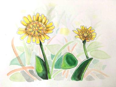 366日誕生花 05月18日 綠毛山柳菊 Mouse Ear Hawkweed 方格子 366日誕生花 05月18日 綠毛山柳菊 Mouse Ear Hawkweed 方格子