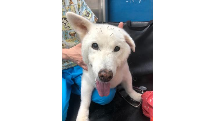 現在都可以任醫生「搓圓捏扁」,不用戴口罩都能針灸囉!