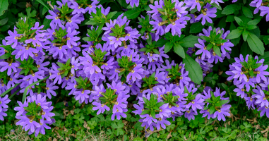 8月18日 一日一花 一色 紫扇花 金絲雀色 方格子vocus 8月18日 一日一花 一色 紫扇花 金絲雀色 方格子vocus