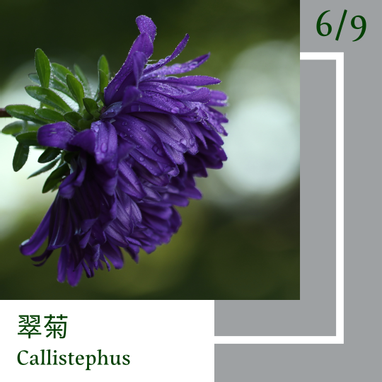 6月9日 一日一花 一色 翠菊 錫色 方格子vocus 6月9日 一日一花 一色 翠菊 錫色 方格子vocus