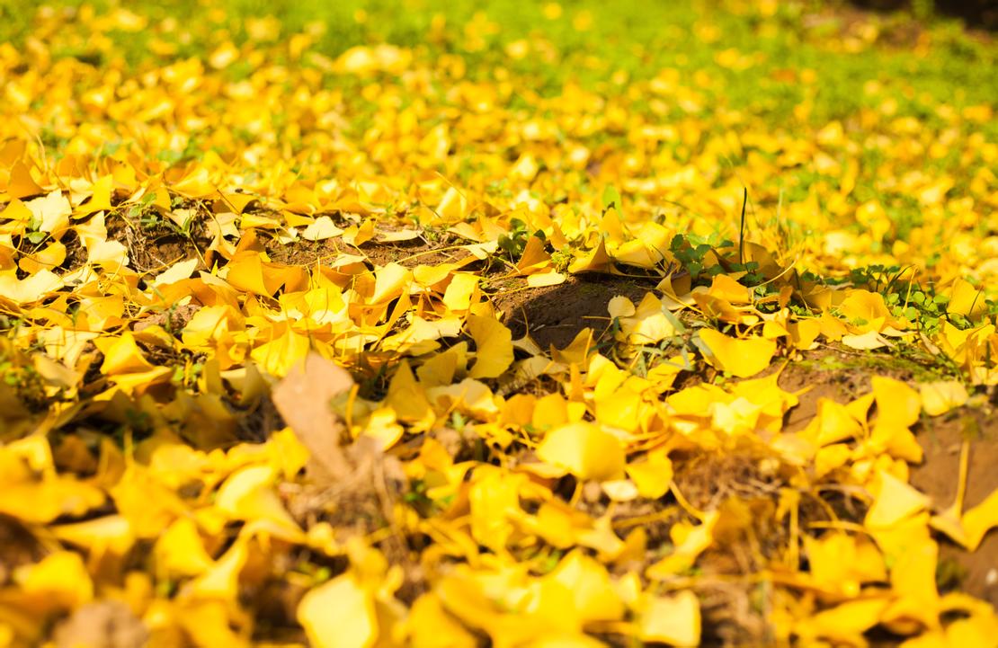 成份解析:銀杏葉 - 第1張圖 銀杏葉~科學家稱為『活化石』