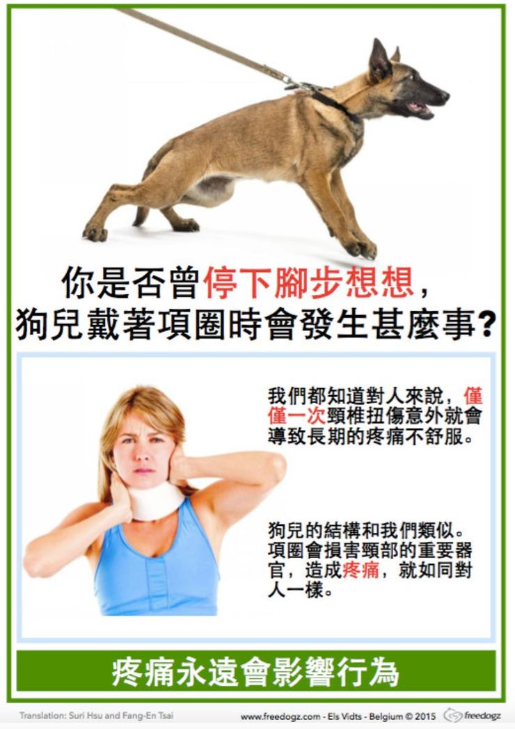 我們不能保證狗狗永遠不出現上圖的狀態,因此可以不要用項圈或P鍊是比較好的選擇。