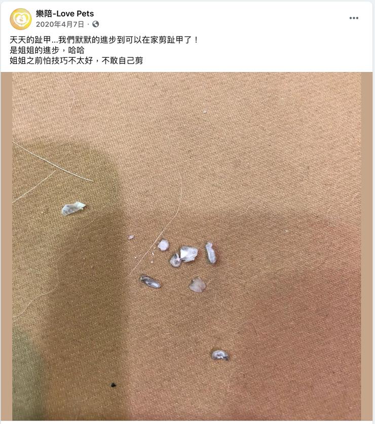 從18年九月開始養天天,到20年才真正的剪到指甲。中間就是用 T touch手法來讓天天學習到被摸腳腳是安全的。一點一點慢慢進步。