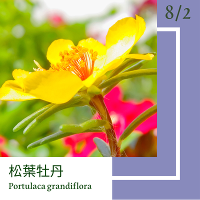 8月2日 一日一花 一色 松葉牡丹 二藍 方格子vocus 8月2日 一日一花 一色 松葉牡丹 二藍 方格子vocus