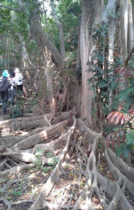 圖4	細葉榕的地根成網