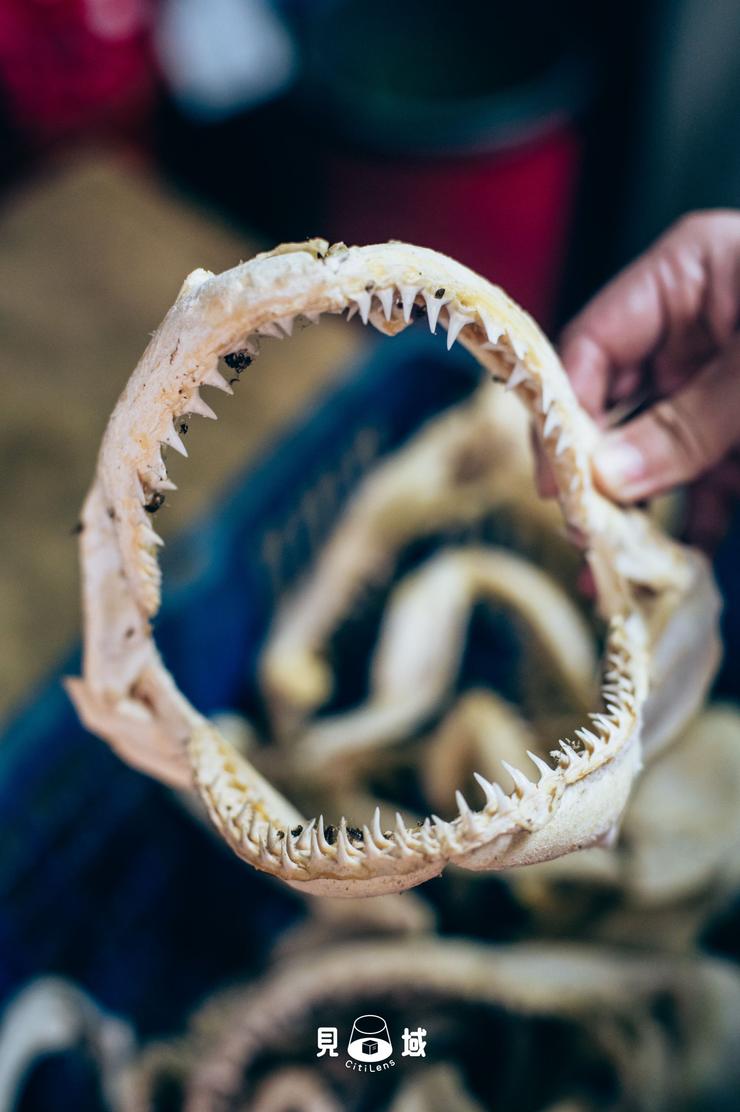 珍貴的鯊魚牙齒骨頭標本。