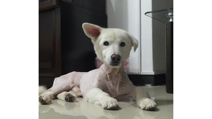 狗狗也可能會有創傷後壓力症候群PTSD?