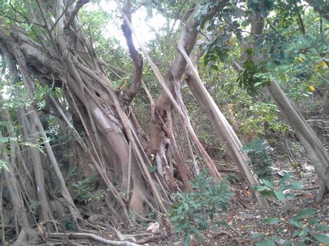 圖3	細葉榕古樹參天